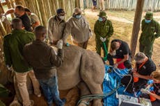 Covid deals blow to saving critically endangered Northern White rhino