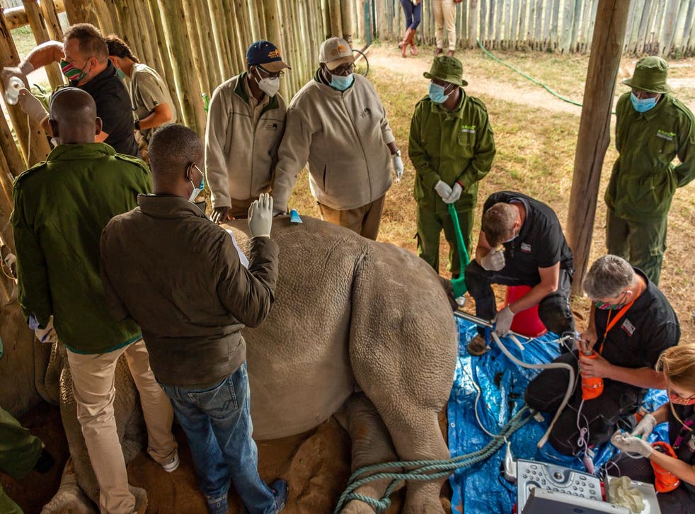 The team work to harvest eggs from one of the last two remaining Northern White rhinos