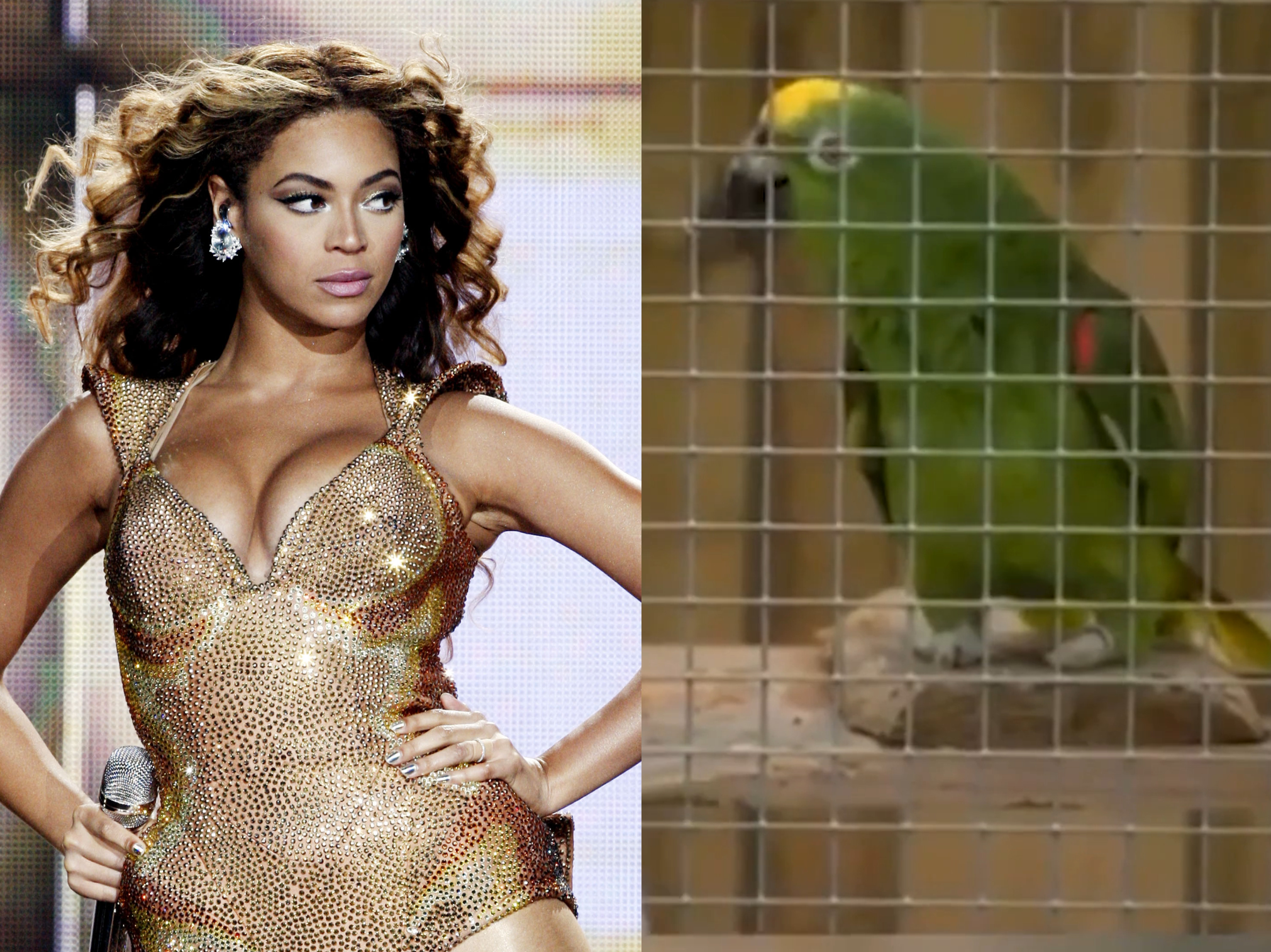 Beyonce in 2009 (left), after the release of ‘If I Were a Boy’, and Chico the Parrot (right)