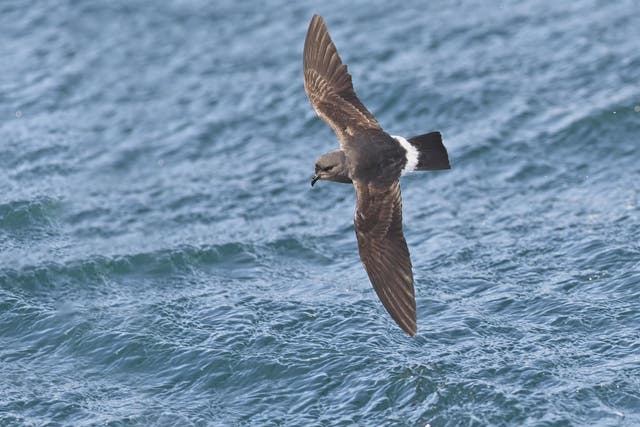 Storm petrels relied more on inshore waters than researchers had expected