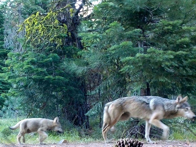 A female gray wolf and pups in the wilds of Lassen National Forest in Northern California. The Trump administration plans to lift endangered species protections for gray wolves across most of the nation by the end of 2020