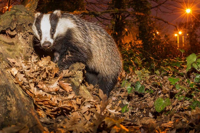 Another 65,000 badgers could be killed under the government's cull expansion, say lobbyists