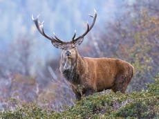Stag hunt handed taxpayer-backed £50,000 coronavirus loan and £10,000 grant