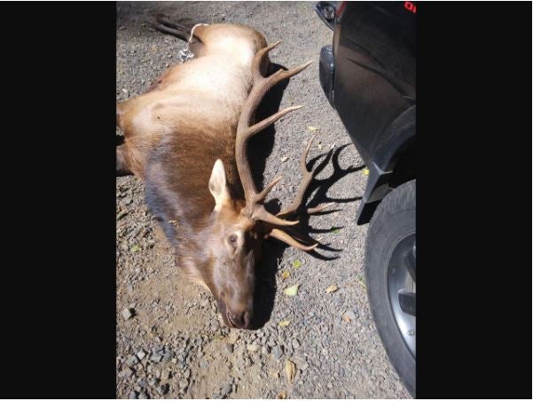 An elk that killed a hunter in Oregon