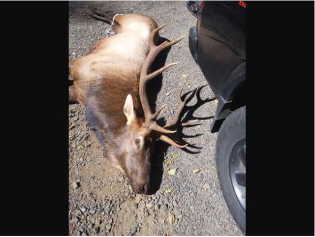 Un alce que mató a un cazador en Oregon