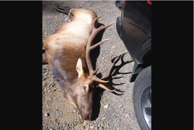 An elk that killed a hunter in Oregon