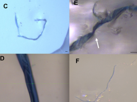 Images of an indigo denim fiber identified as cotton found in (C) Arctic sediments, (D) Great Lakes fish, and (E) wastewater treatment plant effluent and (F) a denim fiber released from blue jeans collected from wash water effluent