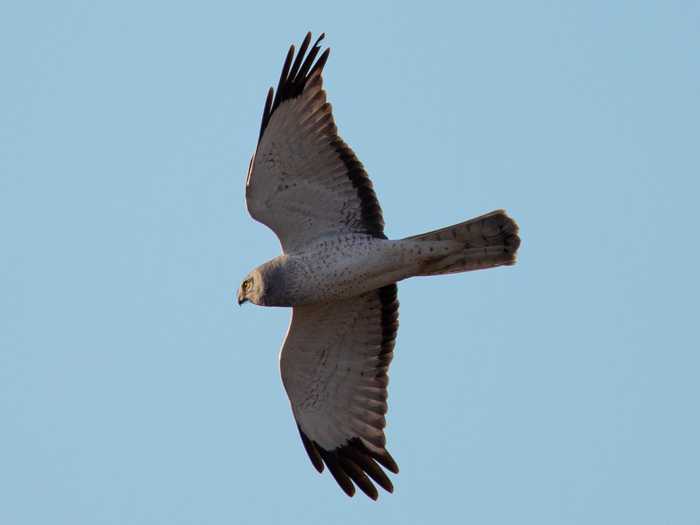 Hen harriers are the most intensively persecuted of all birds of prey in the UK (Getty )