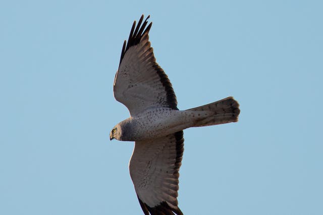 Hen harriers are the most intensively persecuted of all birds of prey in the UK
