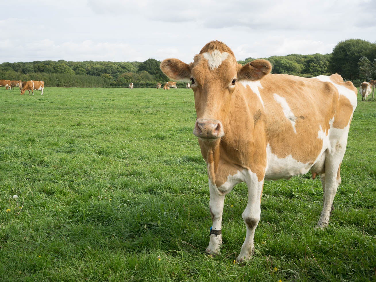 Milk that comes from cows like these on Berkeley Farm in Swindon contains around 50 per cent more beneficial omega-3 fatty acids