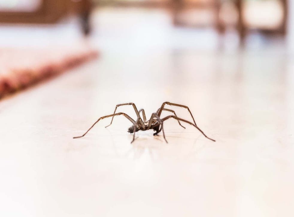 File image of a house spider crawling across a living room floor