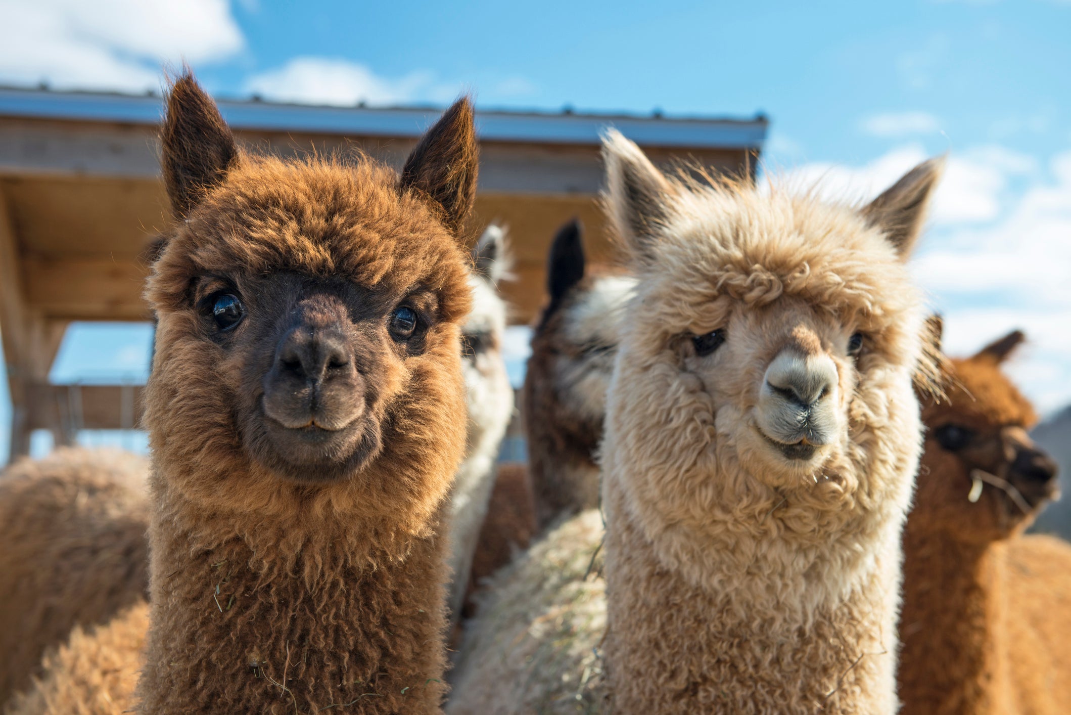 Scientists hope alpacas could be the key to developing an effective protection against coronavirus infection (Getty )