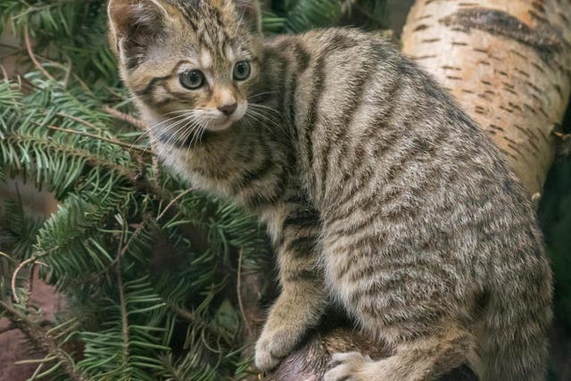 One of four rare and endangered wildcat kittens born at the Highland Wildlife Park over lockdown
