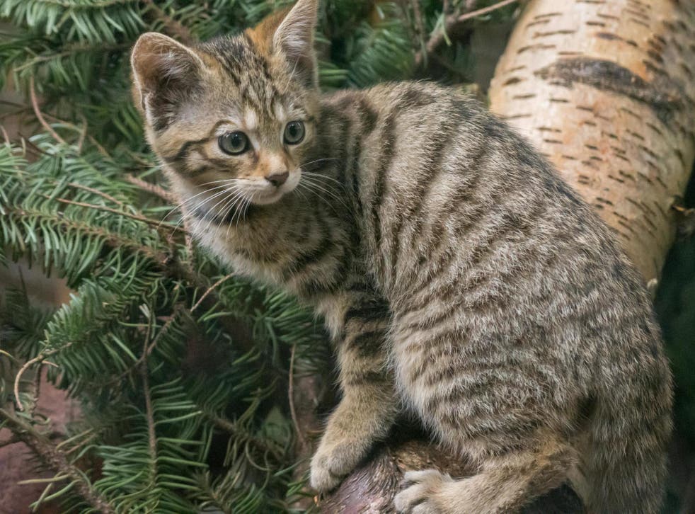 One of four rare and endangered wildcat kittens born at the Highland Wildlife Park over lockdown