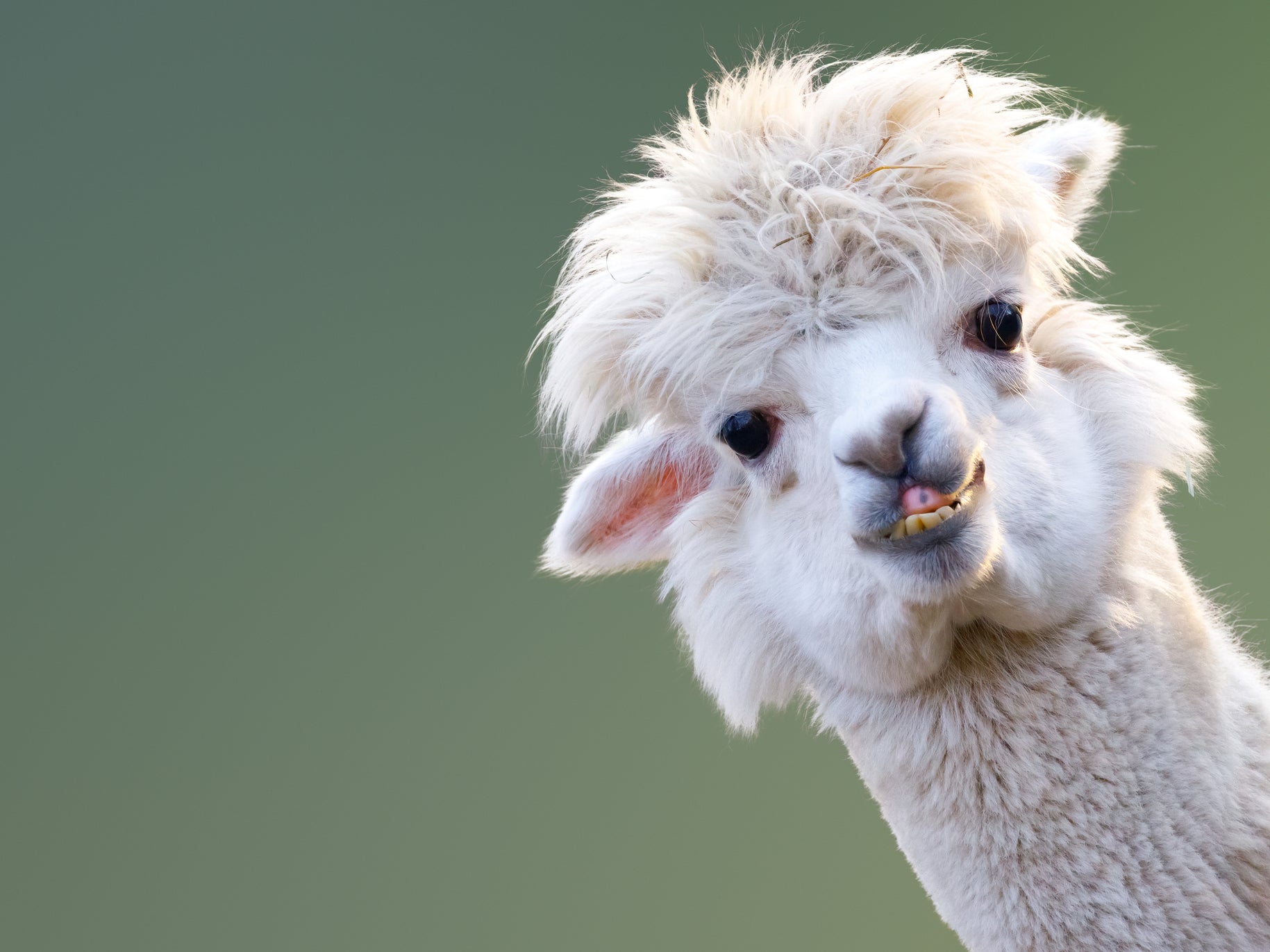 An alpaca named Tyson showed a strong immune response against infection with the virus which causes Covid-19