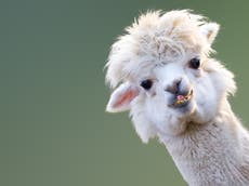 Alpaca antibodies could prevent coronavirus infection in humans, study suggests