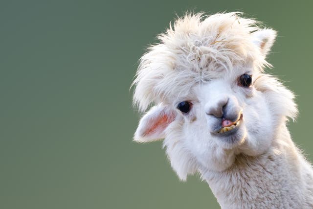 An alpaca named Tyson showed a strong immune response against infection with the virus which causes Covid-19