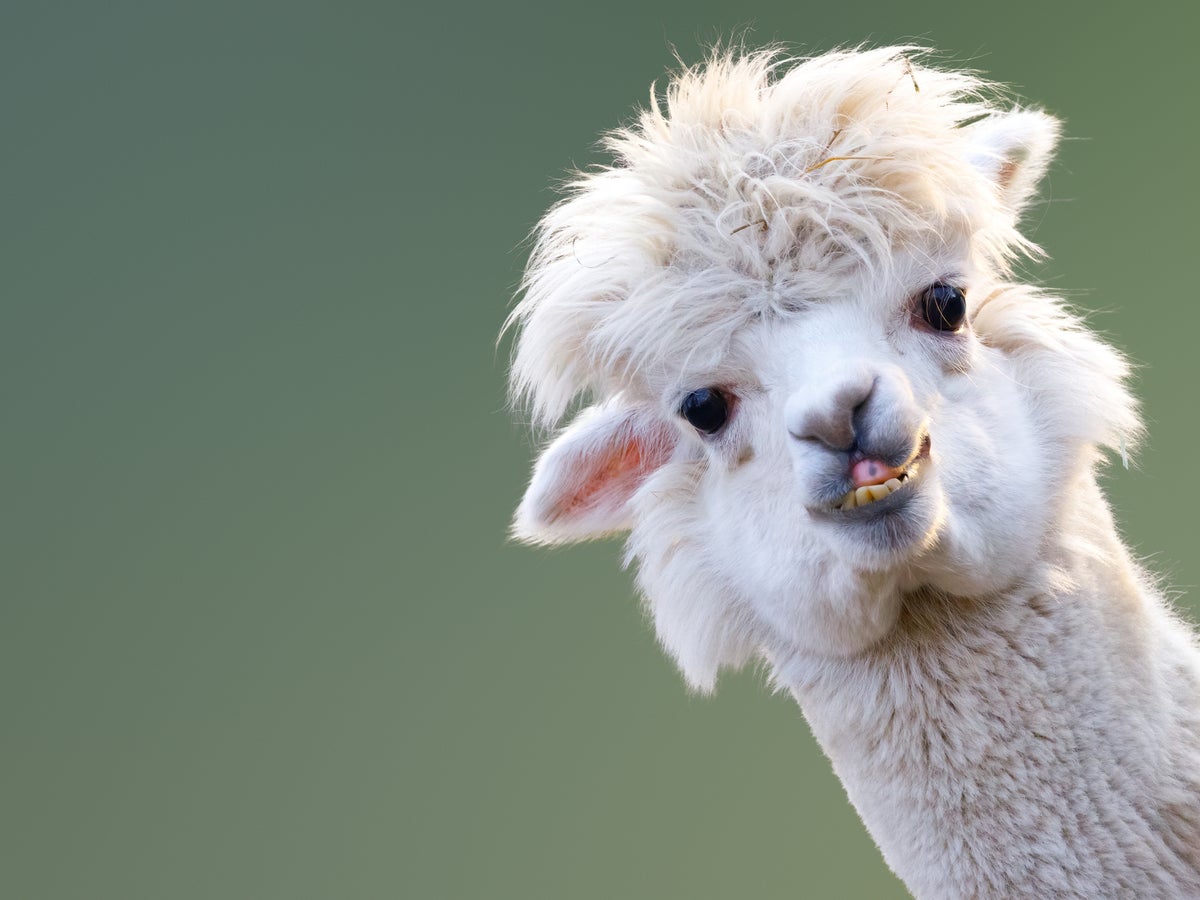 Alpaca antibodies could prevent coronavirus infection in humans, study  suggests | The Independent | The Independent