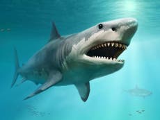 Prehistoric mega-shark had fin the size of human, study reveals