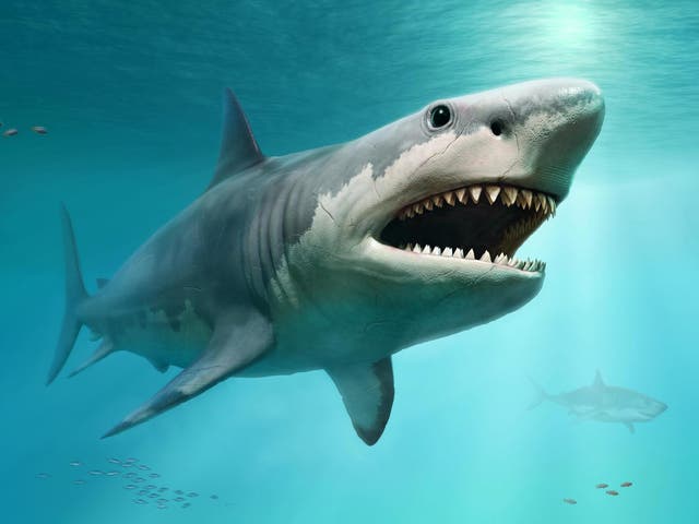 Megalodon had a dorsal fin the size of an adult human