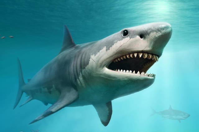 Megalodon had a dorsal fin the size of an adult human