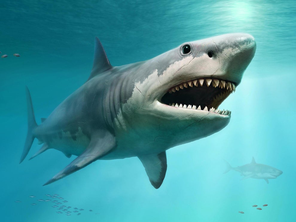 Prehistoric mega-shark had fin the size of human, study reveals | The ...