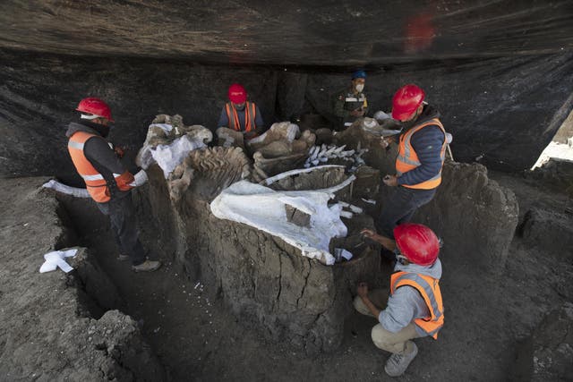 Paleontologists work to preserve the skeleton of a mammoth discovered at Mexican airport site