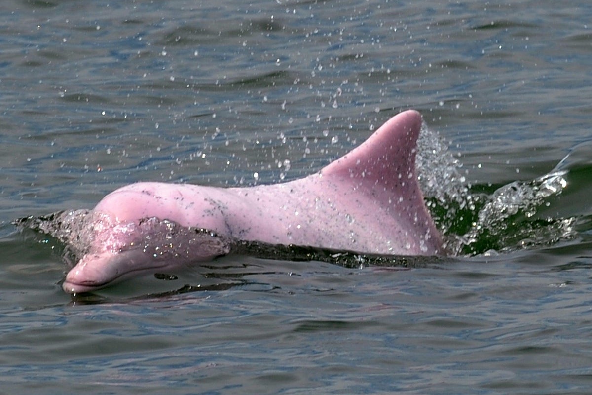 https://static.independent.co.uk/s3fs-public/thumbnails/image/2020/09/15/19/pink-dolphin.jpg?width=1200&height=800&crop=1200:800