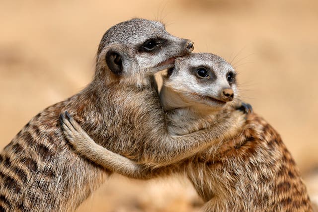 <p>Five meerkats have died at Philadlephia Zoo (file photo) </p>