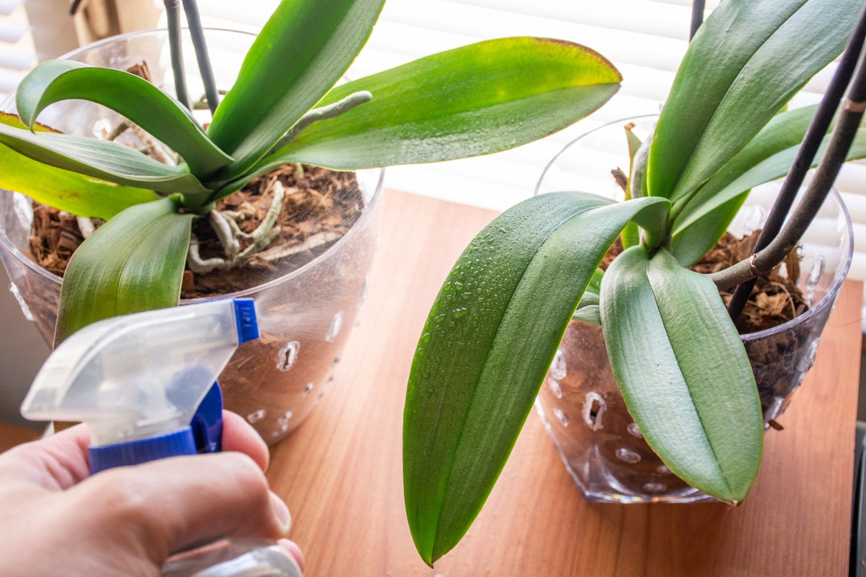 A quick spritz of water is one of the only things many houseplants need