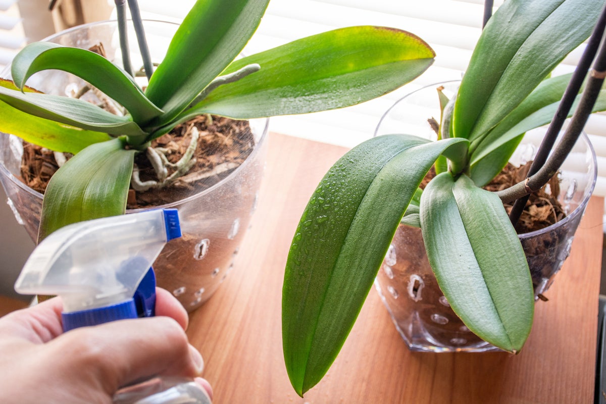 Five of the hardiest houseplants that even you will find difficult to kill