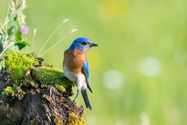 <p>Eastern bluebirds, seen here, are similar to the mountain bluebird in colour, but different in that the latter is normally only found on the western half of the continental US.</p>