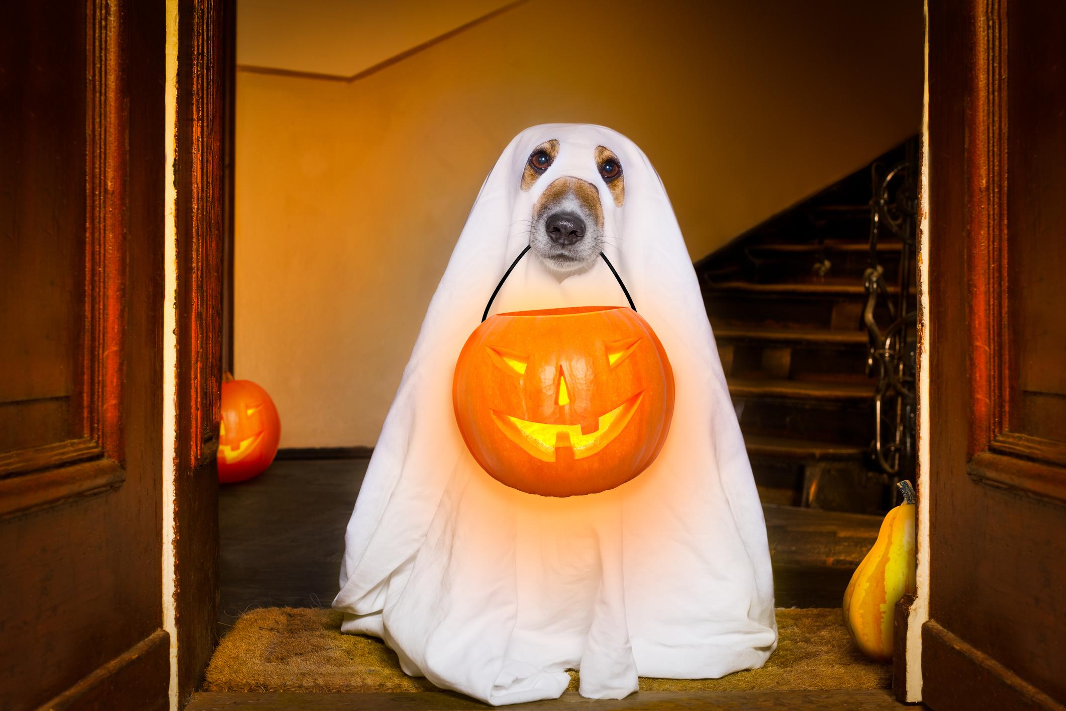 10 best dog costumes to dress up your pooch for Halloween | indy100