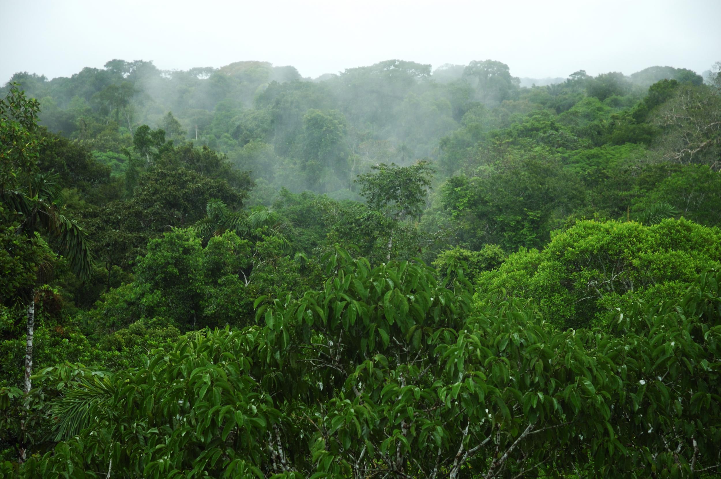 The world’s largest tropical rainforest is at a tipping point, Stand.earth says