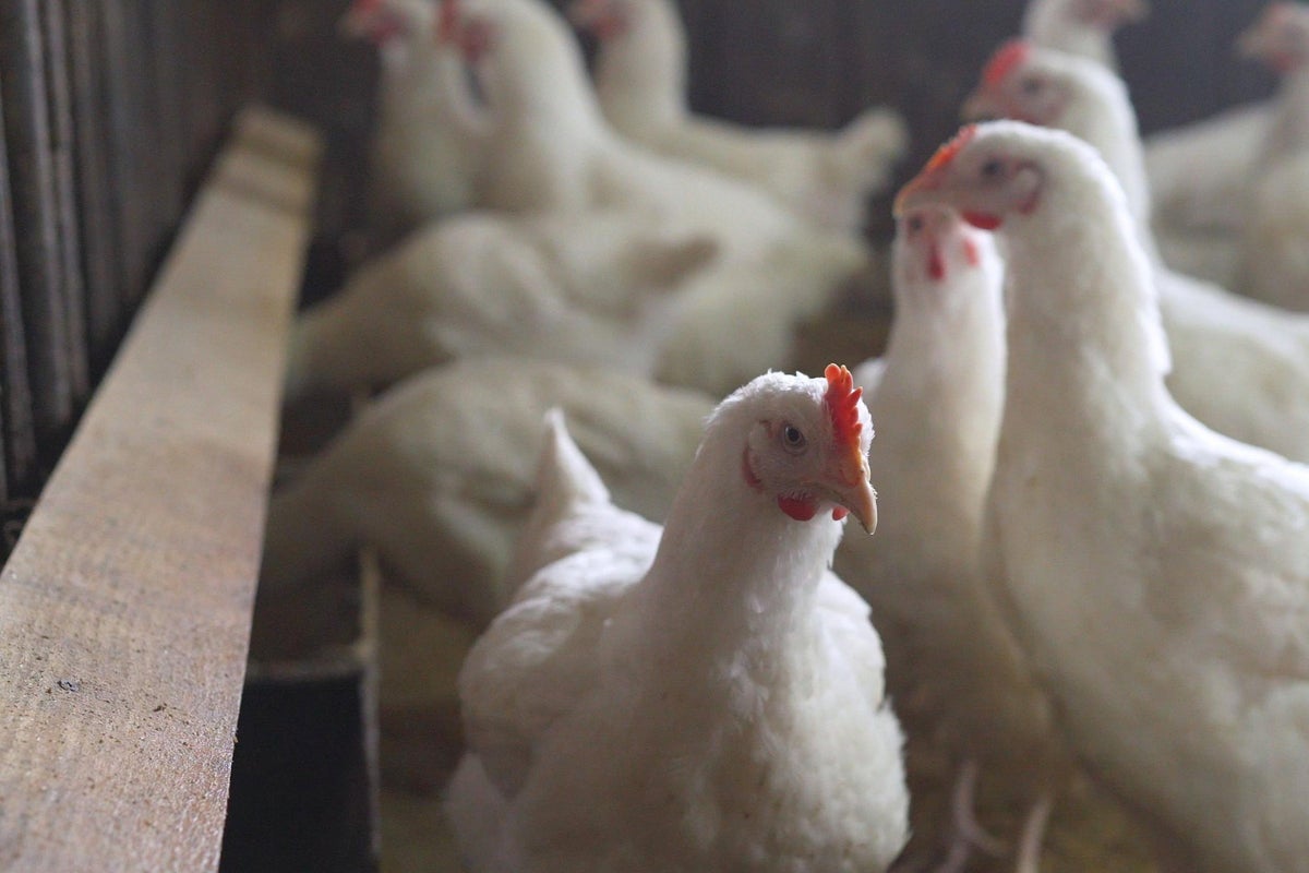 Why is everyone worried about chlorinated chicken?