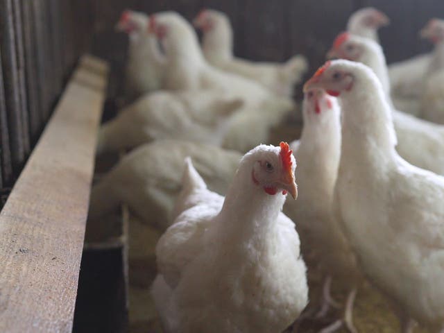 <p>Campaigners say consumers do not want chlorinated chicken from the US</p>