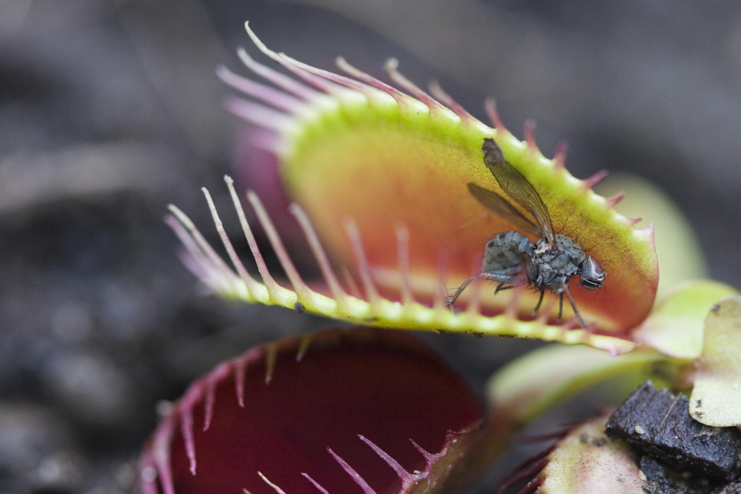 Venus flytrap