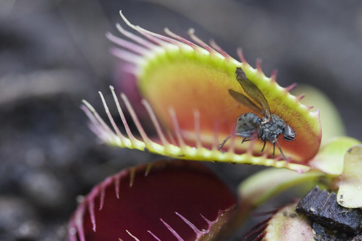 Scientists implant ‘artificial neuron’ into Venus flytrap in major step ...