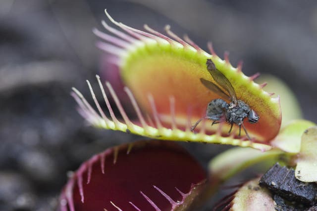 <p>The Venus flytrap, a carnivorous plant endemic only to some wetlands in the Carolinas, is at risk of extinction </p>