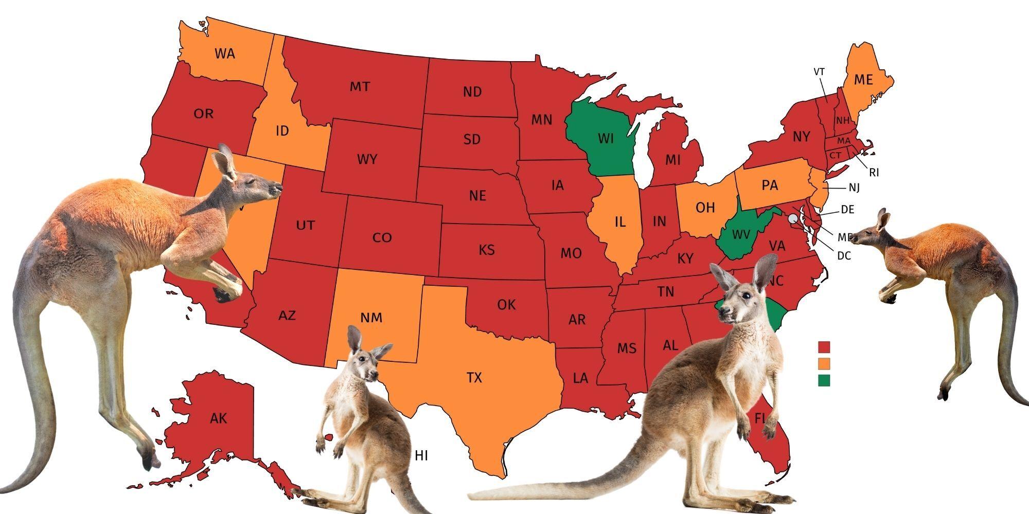 All The Places In The Us Where You Can Legally Buy A Kangaroo Mapped Indy100 Indy100