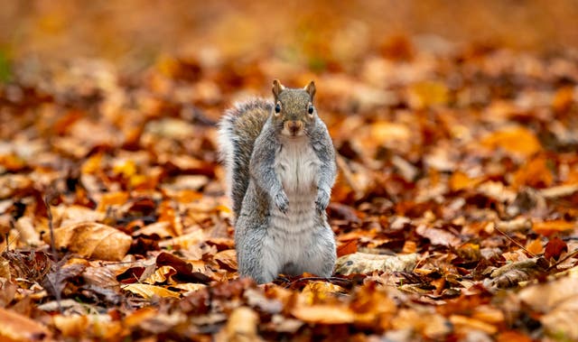 <p>The measures are part of the Government’s updated policy on managing the impact of grey squirrels</p>