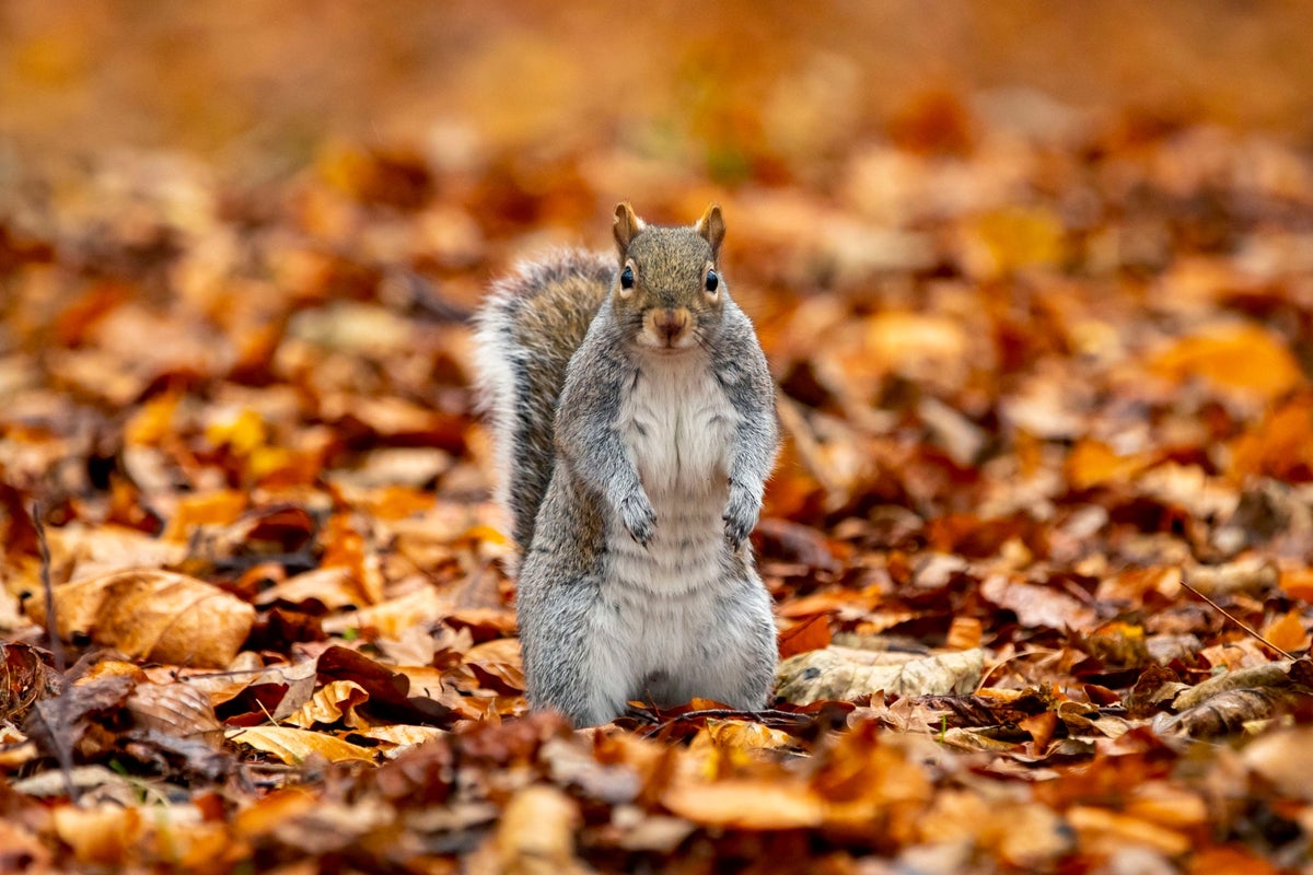 Grey squirrels could be given contraceptives to control invasive species 