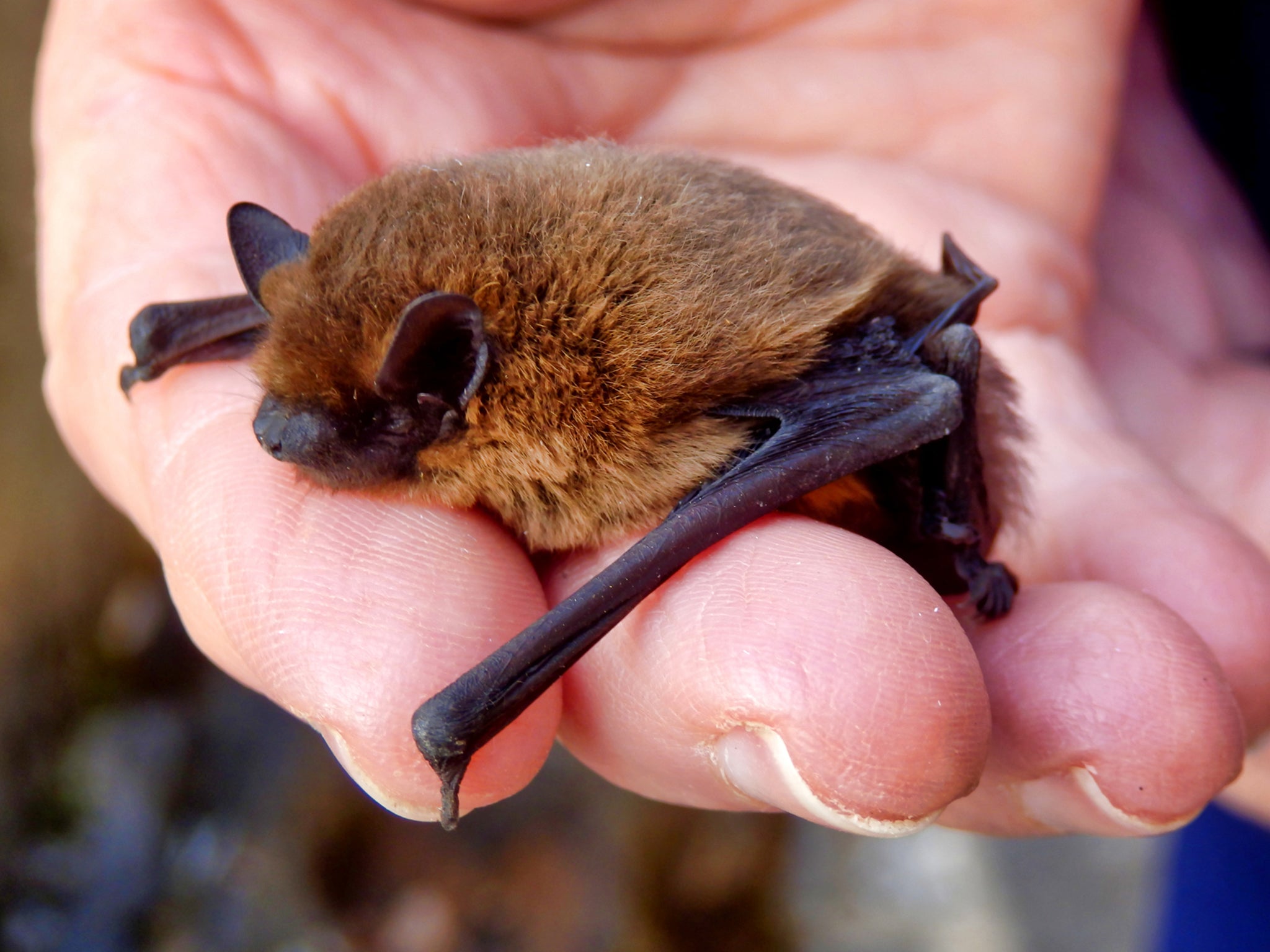 A record breaking pipistrelle bat flew all the way from London to Russia before being killed by a cat. This image shows common pipistrelle bat