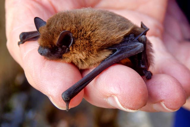 <p>A record breaking pipistrelle bat flew all the way from London to Russia before being killed by a cat. This image shows common pipistrelle bat</p>