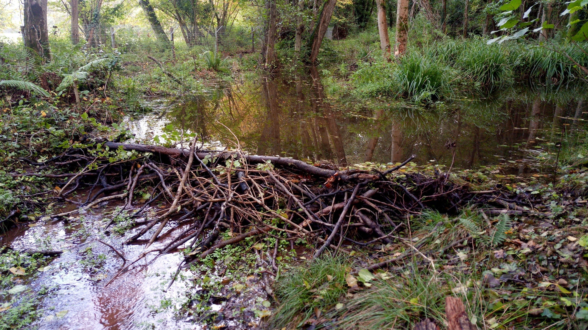 The dam built by beavers that were released on to the Holnicote Estate