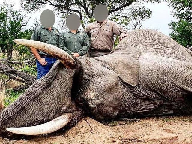 <p>Trophy hunters with a slaughtered elephant outside Kruger National Park in South Africa </p>