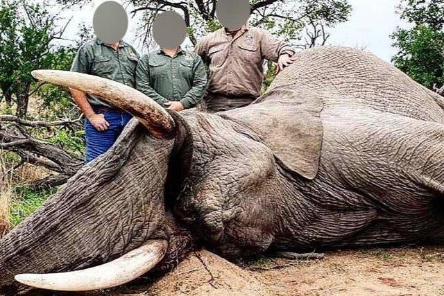 <p>Trophy hunters with a slaughtered elephant outside Kruger National Park in South Africa </p>