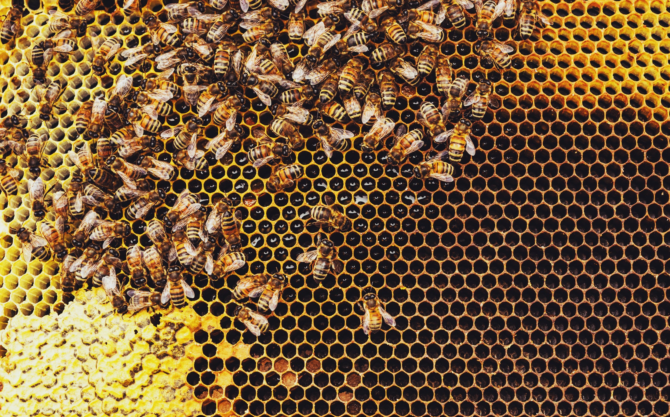 Honeybees are a social animal and benefit from dividing up responsibilities and interactions such as mutual grooming