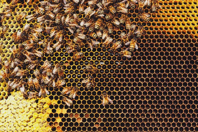 <p>Honeybees are a social animal and benefit from dividing up responsibilities and interactions such as mutual grooming</p>