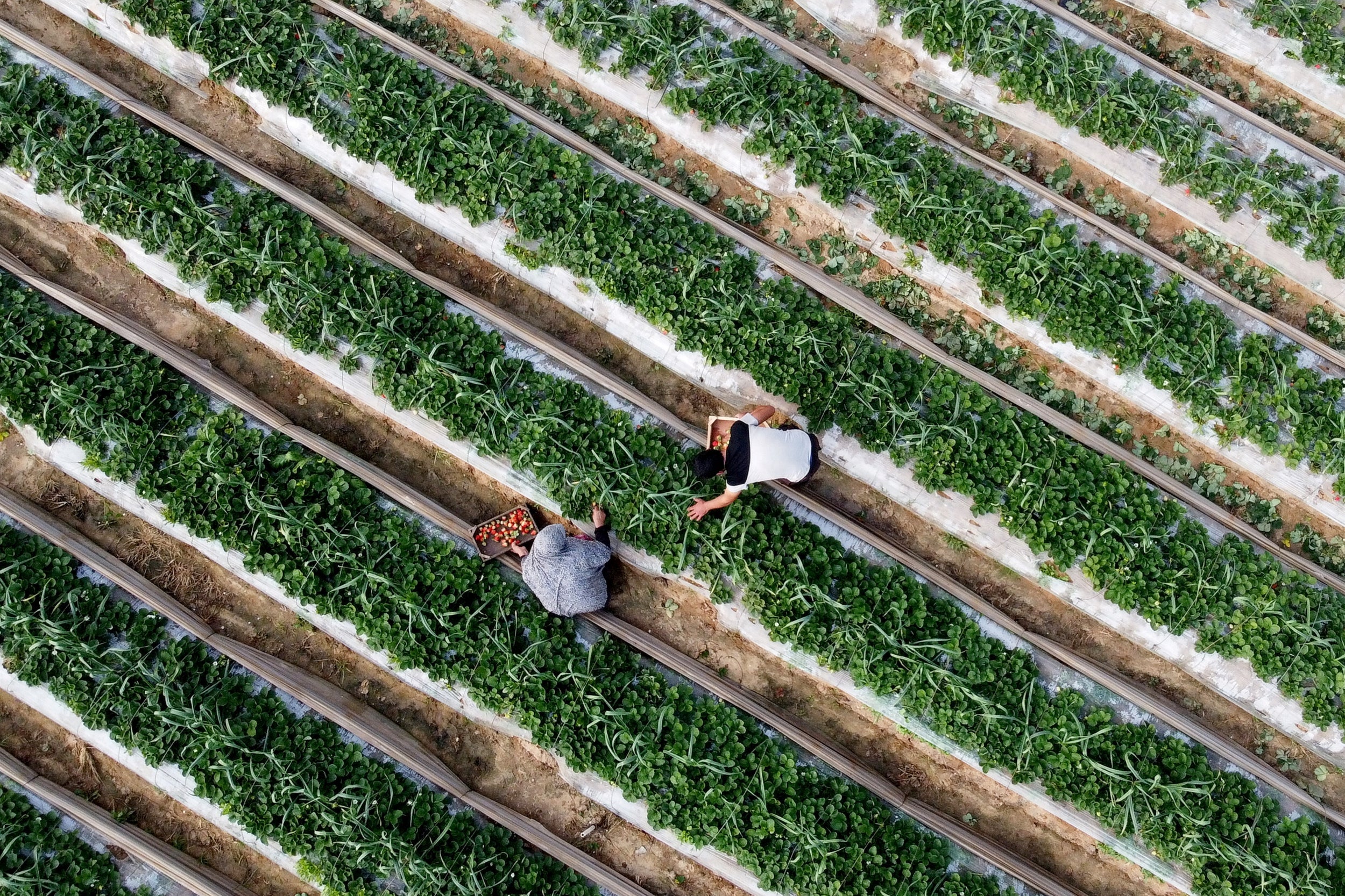 Palestinian farmers harvest strawberries before the war in 2020